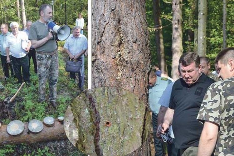 Дочекаємося, коли соснових борів не стане?