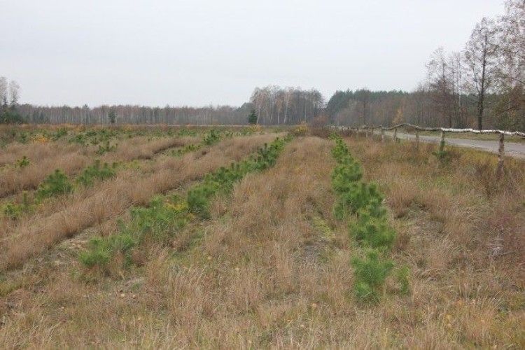 На Любешівщині виростили мільйон сіянців сосни