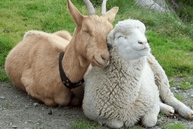 В Україні побільшало козлів та баранів