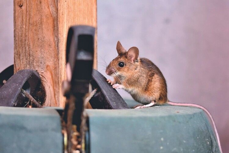 У «бавовні» в Бєлгороді винні... миші