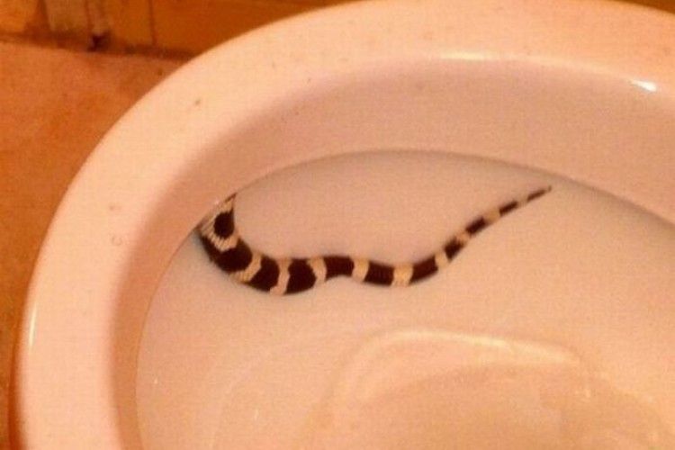 В туалеті поїзда впіймали змію
