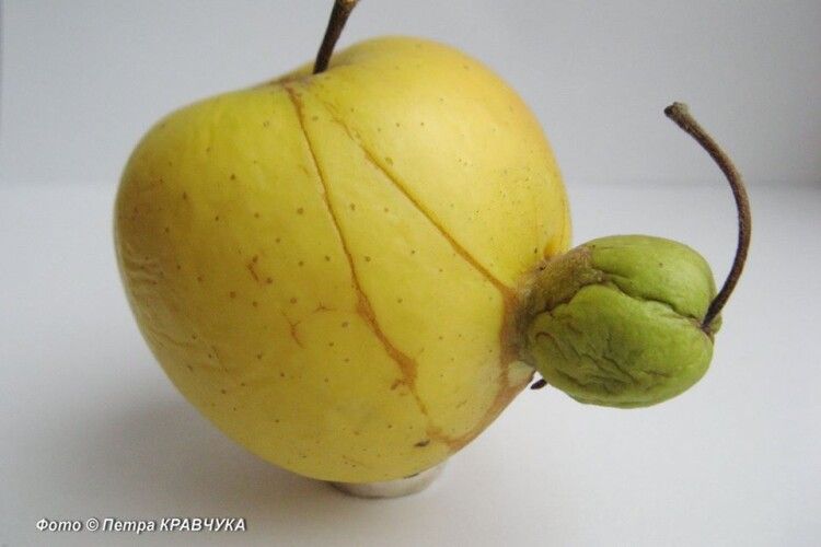 Волинський краєзнавець показав незвичне яблуко