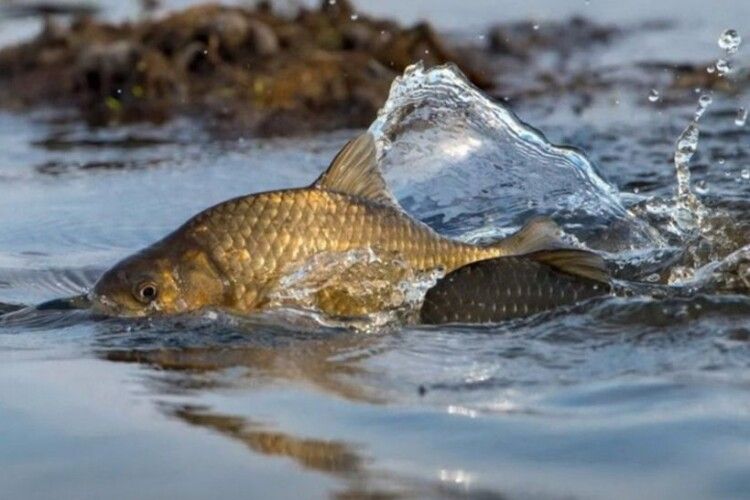 На водоймах Волині за 15 днів виявили 10 порушень правил рибальства