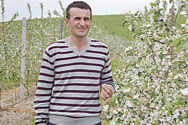 І В НАС РОДЯТЬ ПІВКІЛОГРАМОВІ ЯБЛУКА!