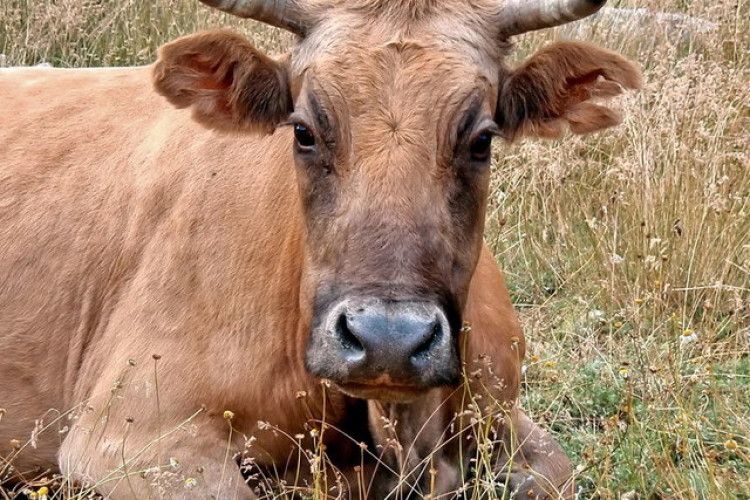 Пожежники не змогли врятувати від вогню копицю сіна – хто врятує корову від голодної зими?