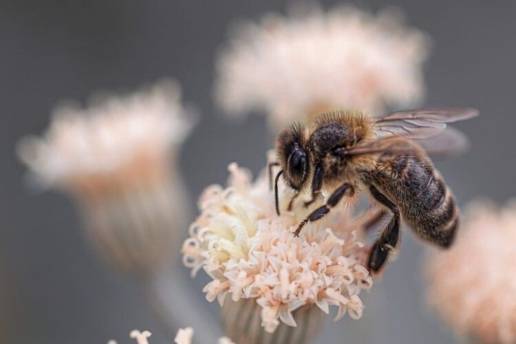 В Україні вперше запроваджується підтримка бджільництва