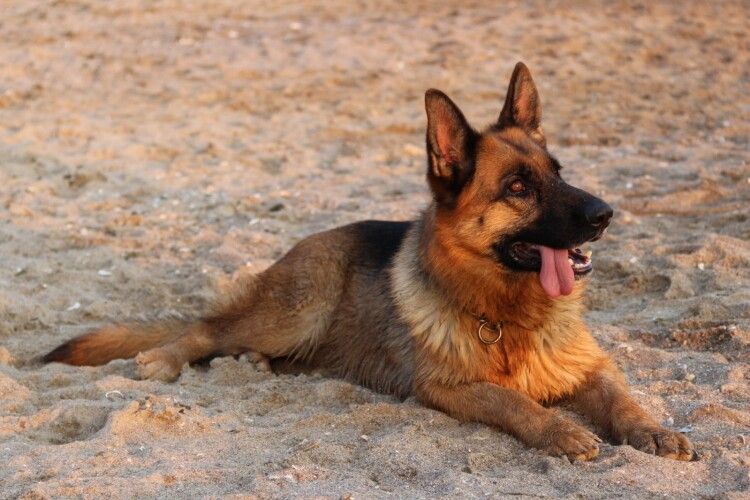 У Луцьку в чоловіка відібрали двох собак, які загризли породистого пса