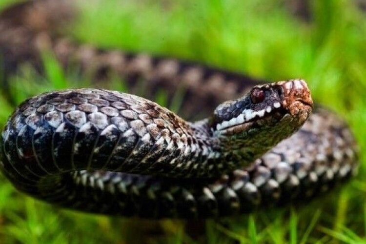 Підлітка вкусила змія під час підйому на Говерлу