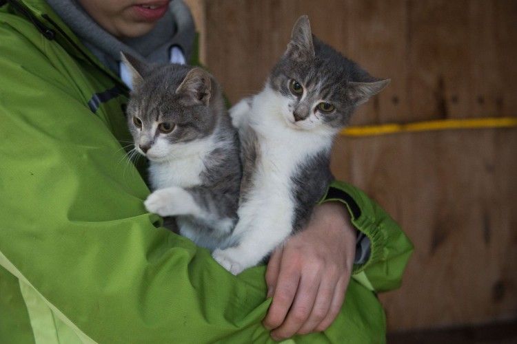 У Луцьку шукають турботливі руки дві вусаті сестри-каскадерки (фото)