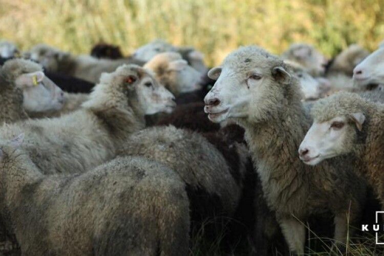 Внаслідок удару блискавки загинуло 530 овець