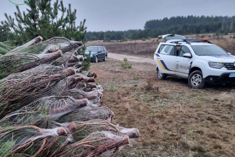 На Волині виявили незаконний «склад» новорічних ялинок