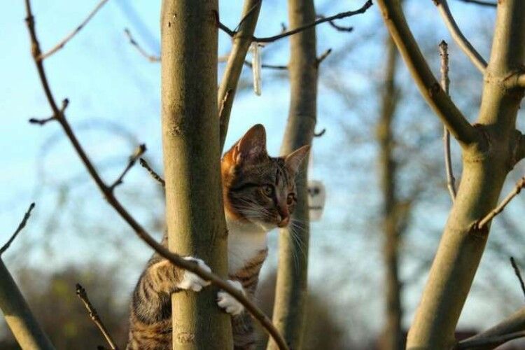 Погода на середу, 16 лютого: волинянам мерзнути не доведеться