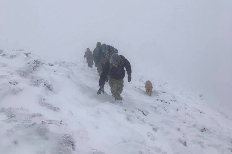 У люту заметіль чотирилапий гід вивів волинян аж на Говерлу (Фото)