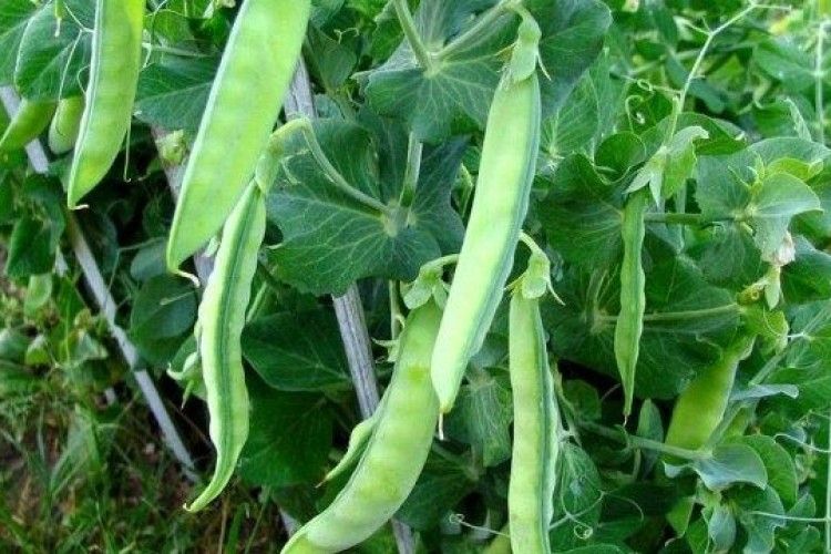 Україна значно збільшила експорт гороху