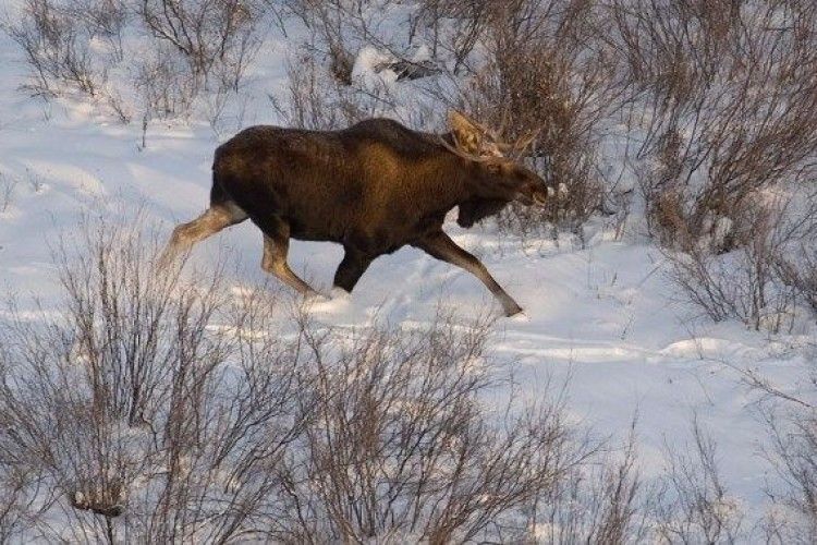У Нацпарку «Прип’ять-Стохід» браконьєри застрелили червонокнижного лося