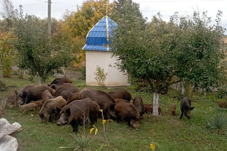 На подвір'я волинянки завітали гості з лісу (Фото)