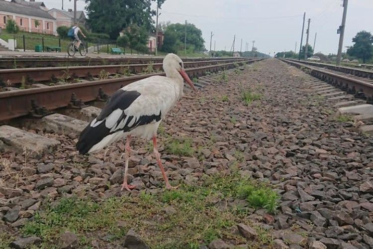 В Маневичах лелека зустрічає поїзди