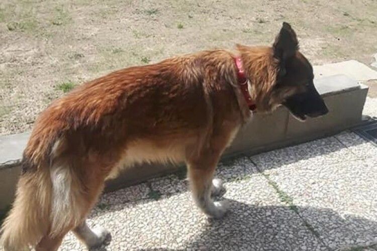 Собака втік з дому до лікарні: там від коронавірусу помирав його господар
