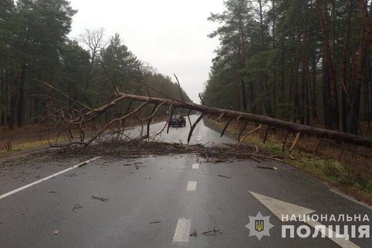 У Луцькому районі на автомобіль впало дерево 