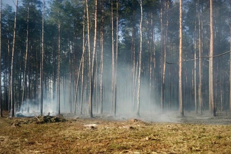 У лісництві на Волині горіли 65-річні соснові насадження