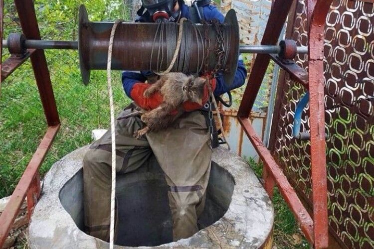 Боєць ДСНС витягнув з 12-метрової криниці вагітну кішку (фото)