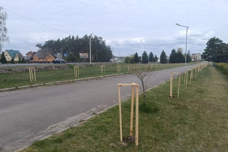 У селищі на Волині висадили 128 каштанів, десятки лип та кленів