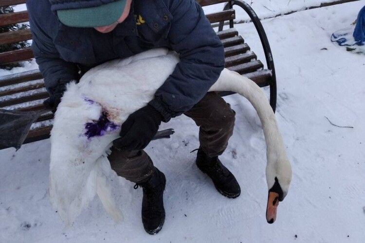 На Старовижівщині підстрелили лебедя