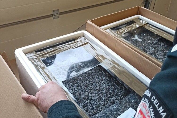 Партію червонокнижного вугра затримали на польському кордоні