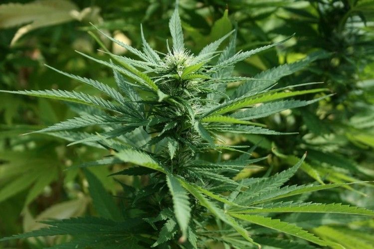 У Португалії легалізували медичну марихуану