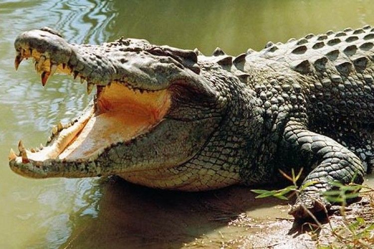 У Мексиці натовп кинув ґвалтівника у вольєр з крокодилами 