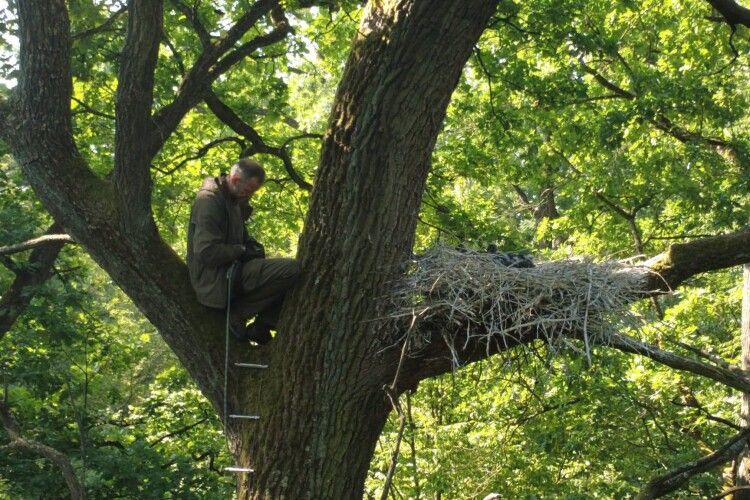 У нацпарку на Волині на червонокнижного лелеку одягли передавач