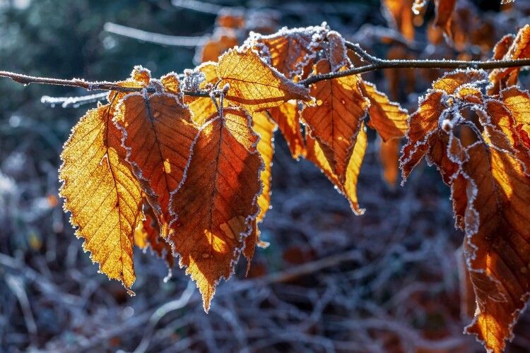 До України йдуть заморозки: в яких регіонах очікувати мінусову температуру