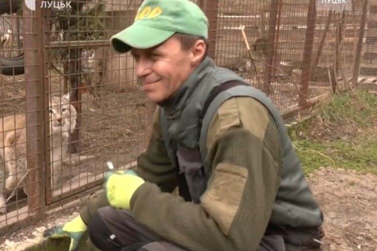 Переселенець із Донеччини у Луцькому зоопарку доглядає хижих тварин (Відео)