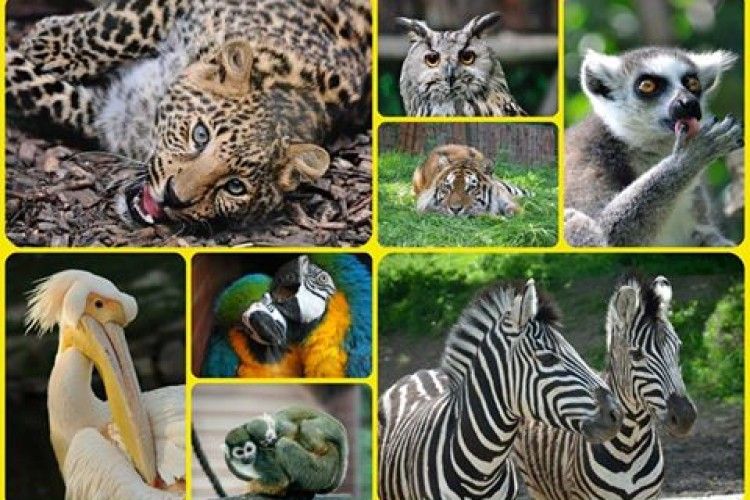 Рівненський зоопарк кличе на безплатні екскурсії