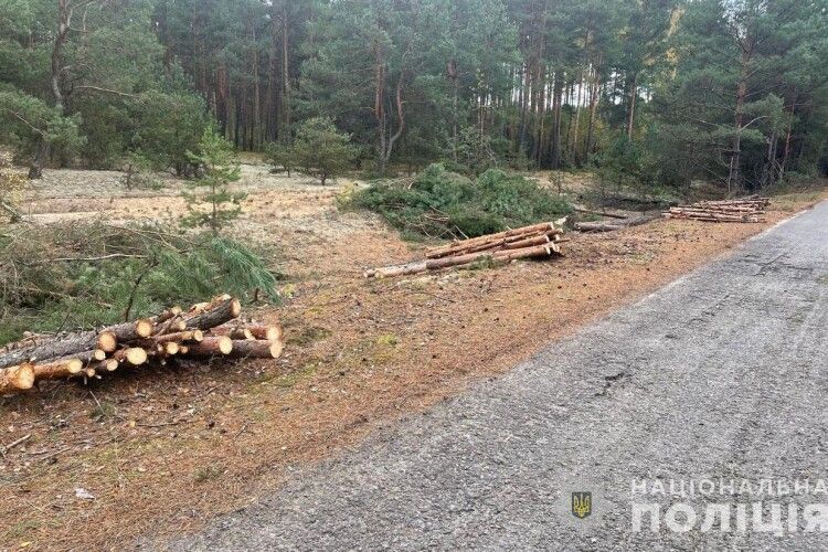 40-річний волинянин із двома юнаками незаконно різали ліс