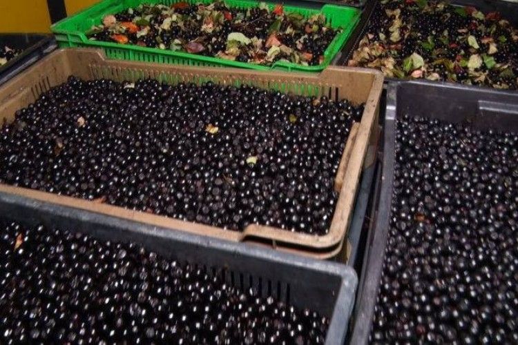 На Маневиччині за заготівлю ягід та грибів надійшло 2,5 млн грн податків