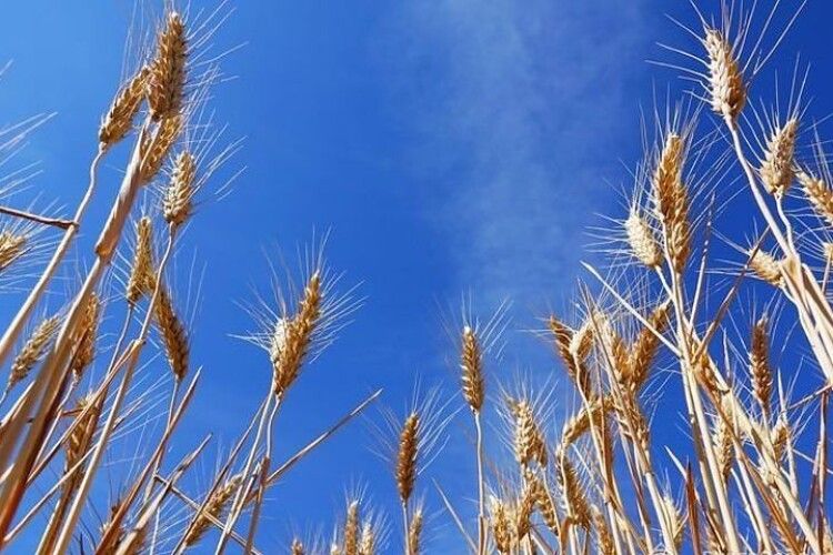 Україна стала найбільшим постачальником пшениці до Європи і обійшла Росію