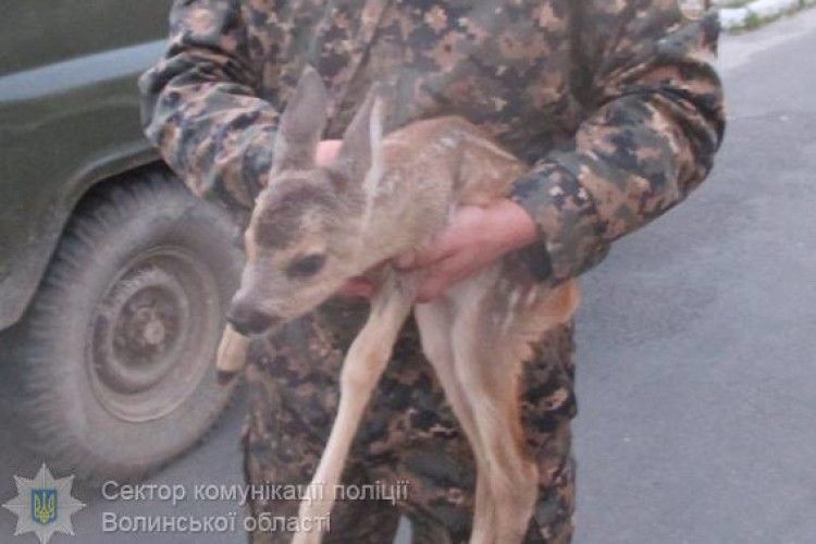 Ковельський браконьєр осиротив місячне косуленя… (фото)