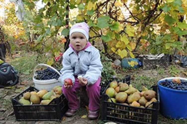 ВІКНО РУБРИКИ: а я своїм урожаєм задоволена