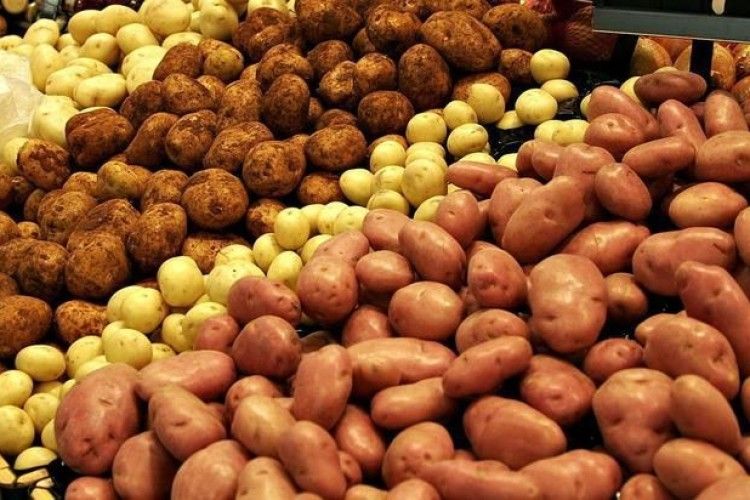 Україна займає четверте місце в світі за площами під картоплею
