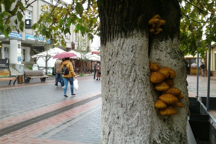 У самісінькому центрі Луцька опеньки вже ростуть просто на деревах (фото)