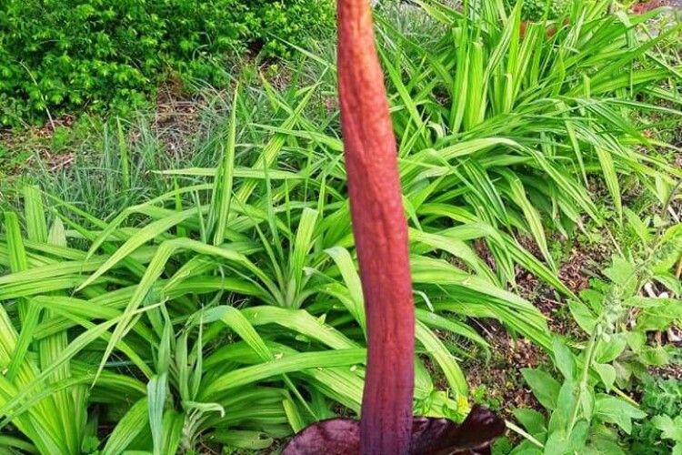 У Києві зацвіла тропічна квітка «Диявольський язик» гігантських розмірів (Фото)