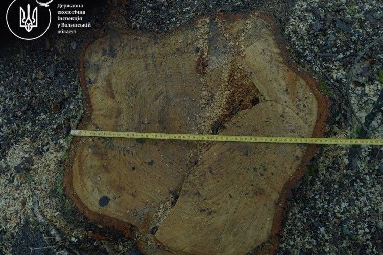На Волині збитки від «чорних лісорубів» сягають понад 5 мільйонів гривень