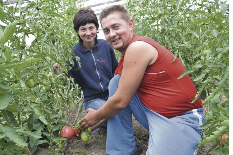 Сім’я з Волині вирощує 5 тисяч кущів томатів, савойську капусту і петунії