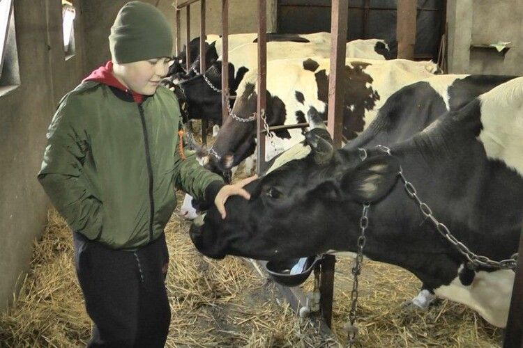 Не виділили землі: власники молочної ферми на Волині не мають де випасати корів (Фото)