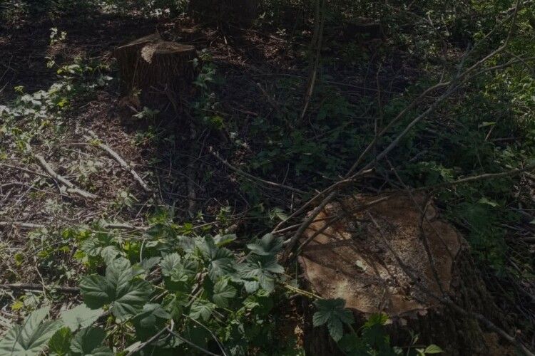 На Волині виявили незаконну вирубку дерев на 224 тисячі гривень