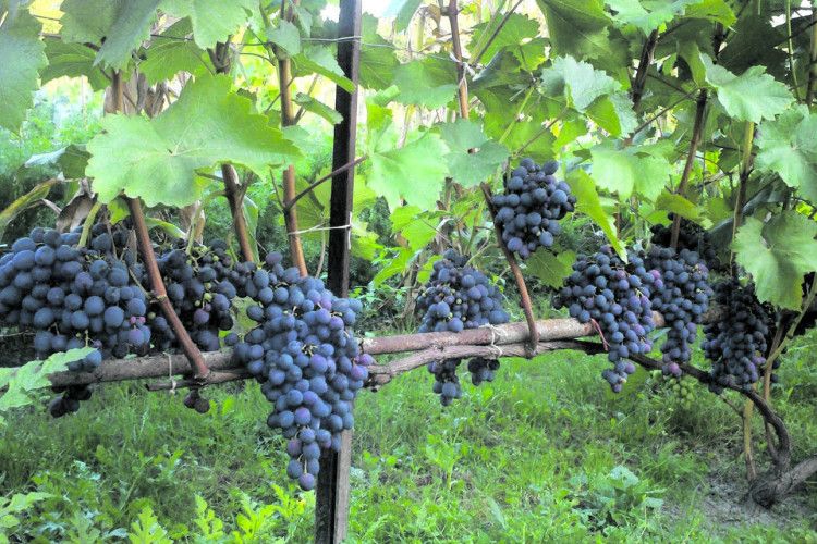 Волинський виноград містить найбільше антиоксидантів