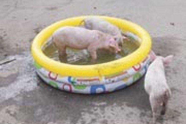 ФОТО НА КОНКУРС: свиняче щастя