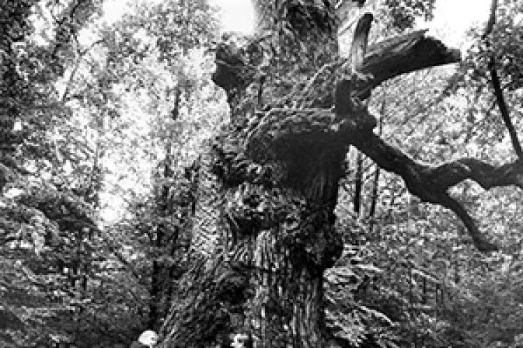 СТАРАТЕЛІВ НЕ ЗУПИНЯЄ  І ТИСЯЧОЛІТНІЙ ДУБ КНЯЗЯ ІГОРЯ