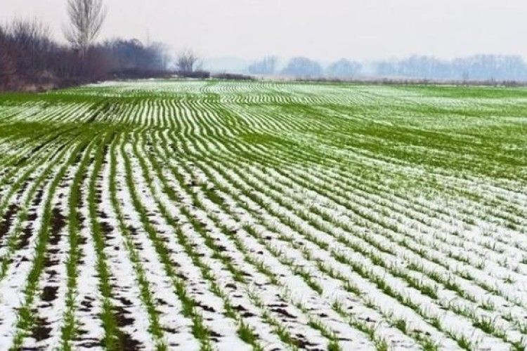 Рівненські аграрії посіяли озимини на 7 тисяч гектарів більше, ніж торік